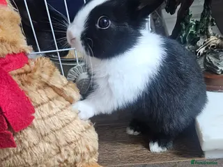 Mixed Breed rabbits They are all boys 😊 - Advert 1