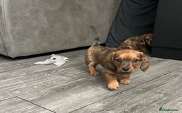 Dachshund dogs for sale: Dachshund puppies  - Image 5