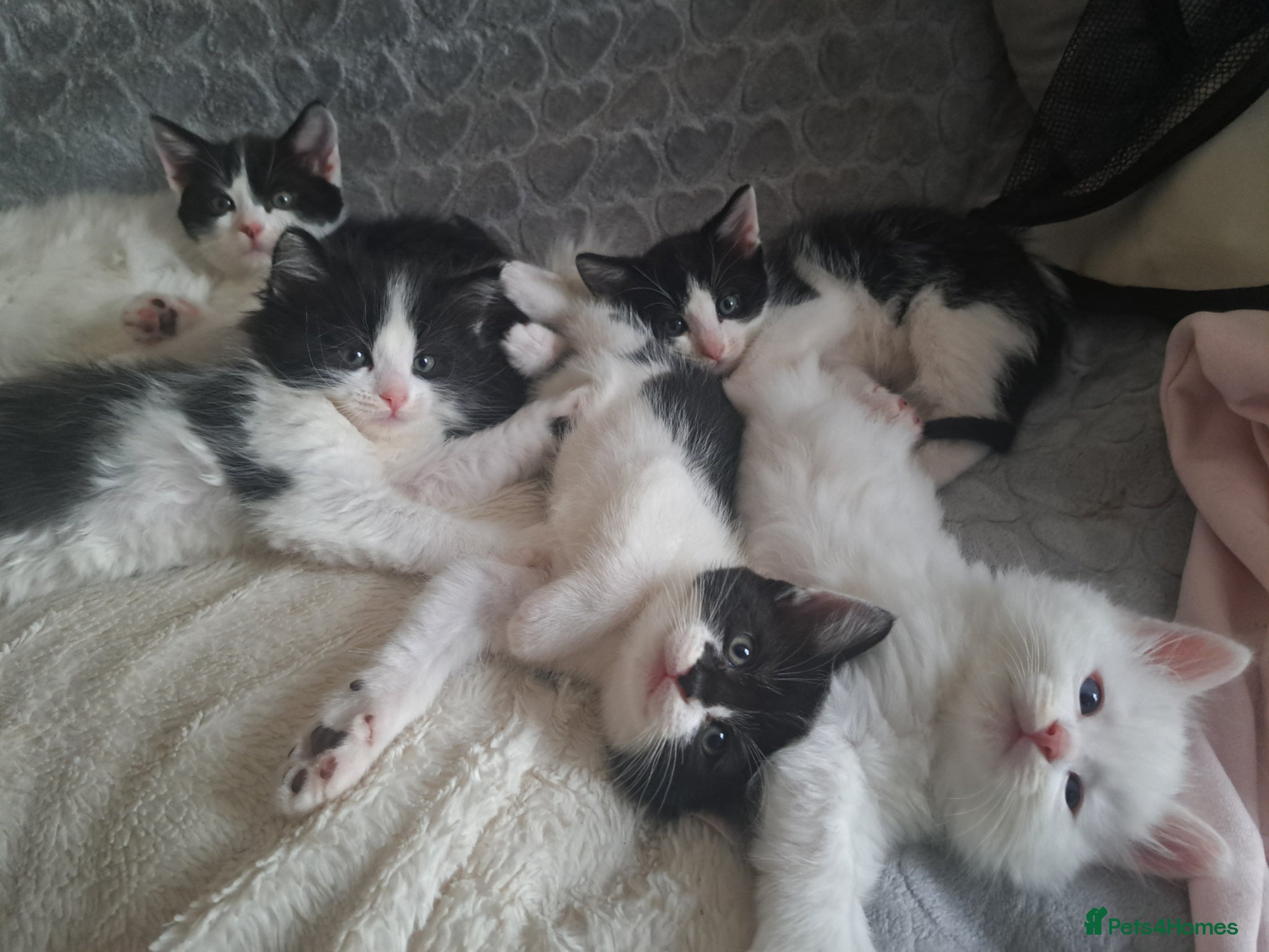 Mixed Breed cats Cats for sale - Advert 2