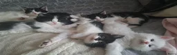 Mixed Breed cats for sale: Cats for sale - Advert 1