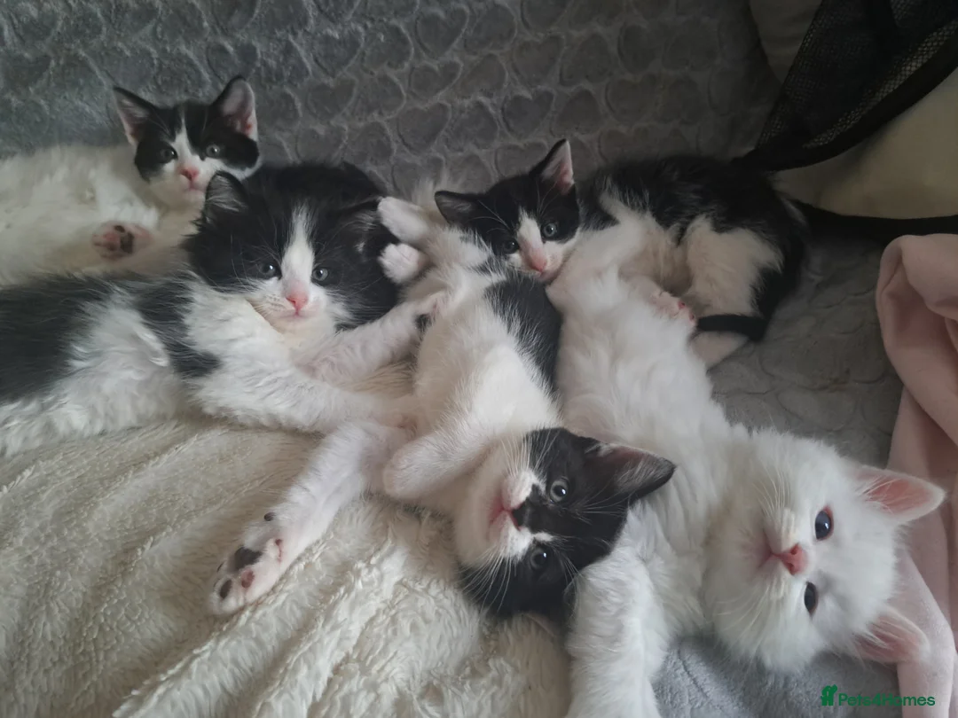Mixed Breed cats for sale: Cats for sale - Advert 1