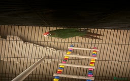Budgerigars birds for sale: Beautiful Red Crown Conure for sale!!!  - Image 5