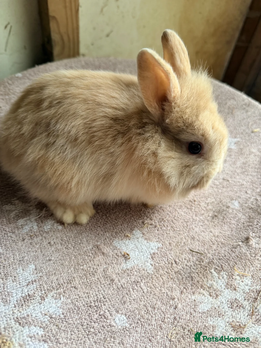 Lionhead rabbits for sale: Beautiful Double Mained Lionheads - Advert 6
