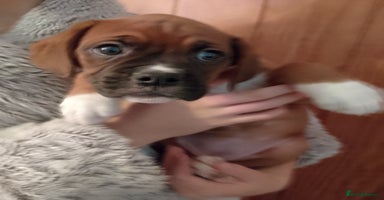 Boxer dogs - Advert 7