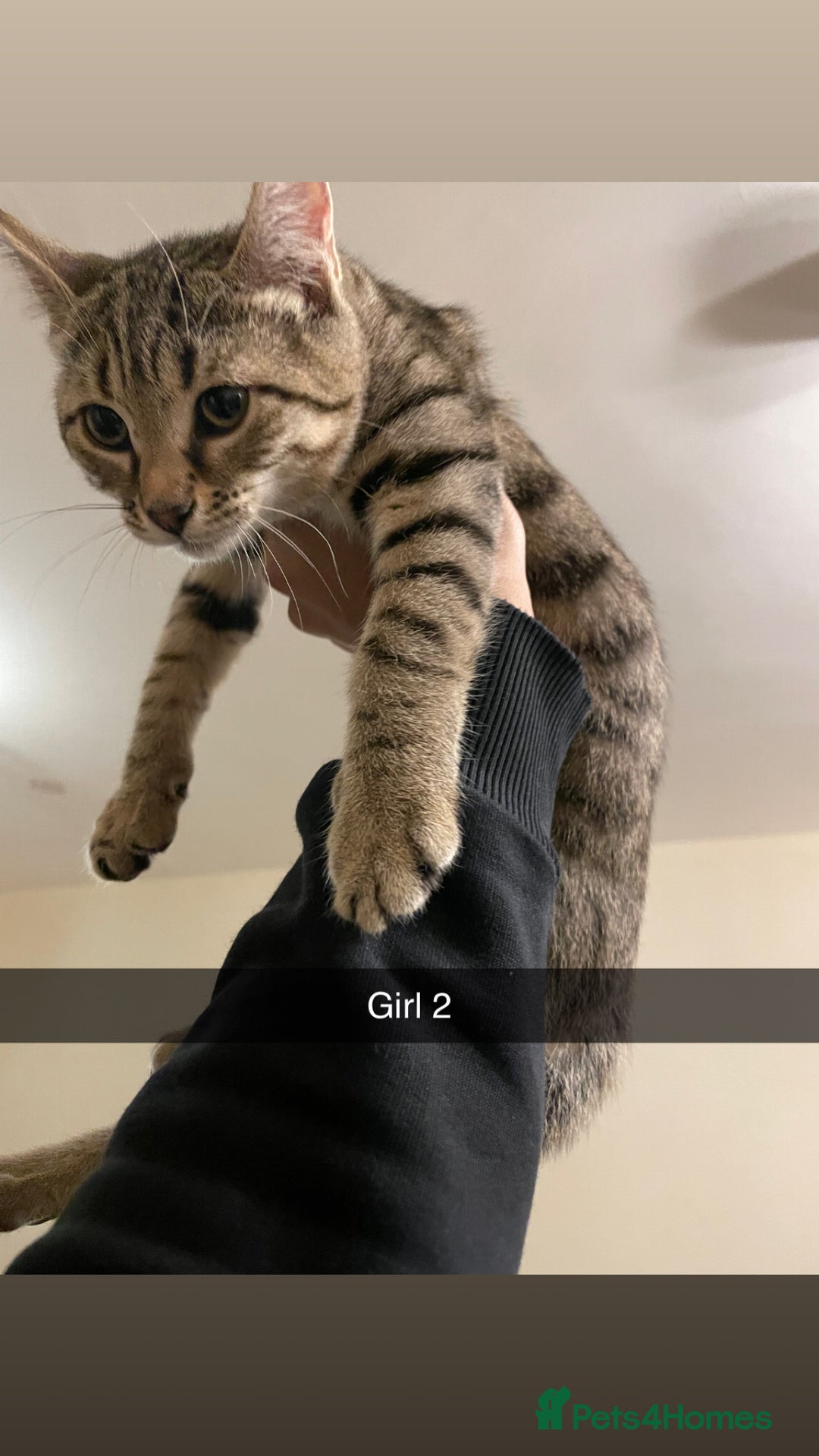 Mixed Breed cats for sale: KITTENS FOR SALE SOUTH LONDON - Advert 7