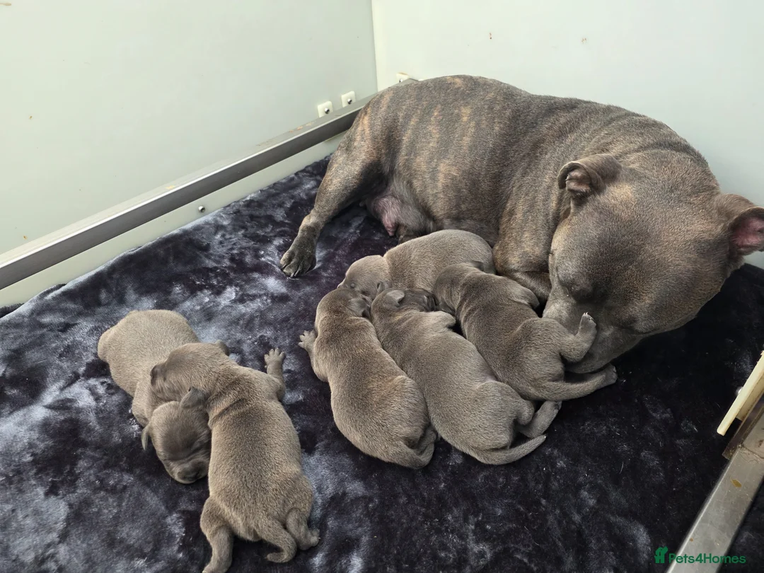 Staffordshire Bull Terrier dogs for sale: Beautiful Staffordshire bull terriers  - Advert 1