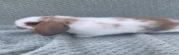 Mini Lop rabbits for sale: Wonderful mini lop kits  - Advert 11