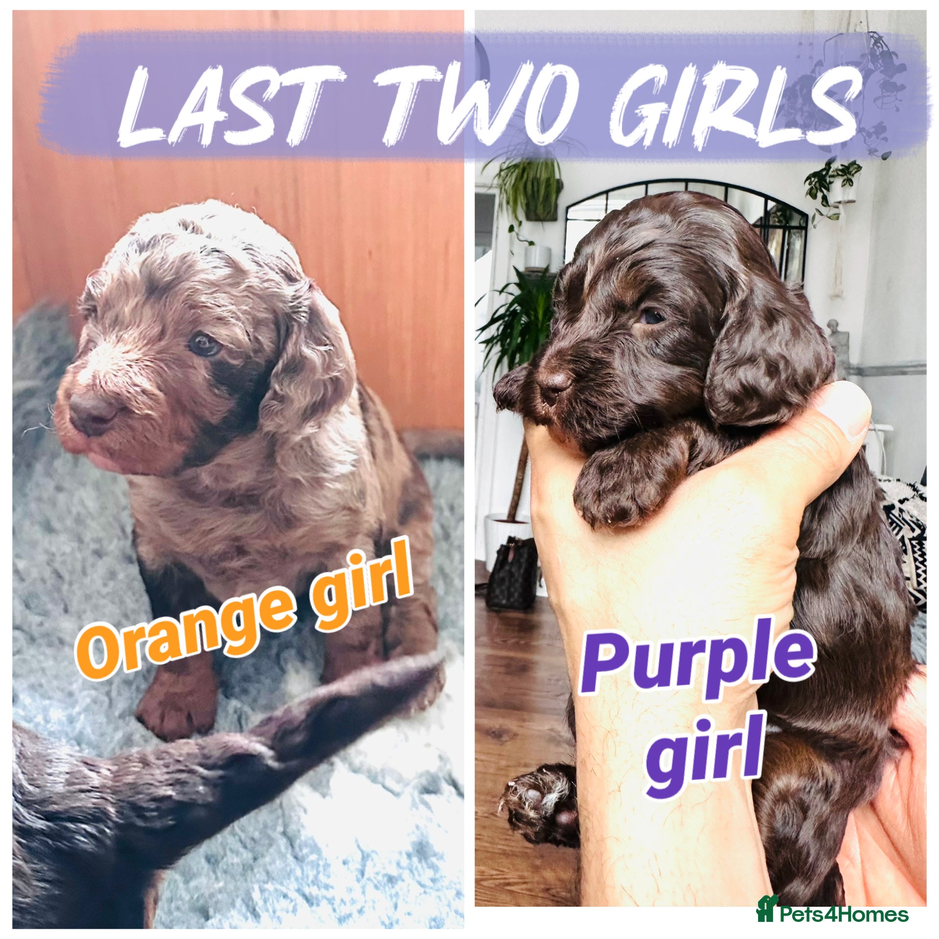 Cockapoo dogs Merle/ Red and Chocolate brown cockapoo puppies - Advert 1