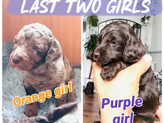 Cockapoo dogs Merle/ Red and Chocolate brown cockapoo puppies - Advert 7