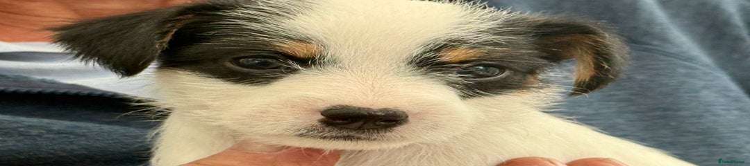 Parson Russell Puppy 2