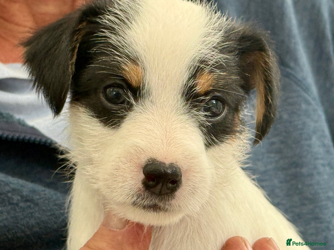 Parson Russell dogs for sale: Kennel Club Parsons Champions - Image 2
