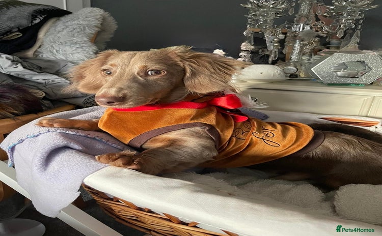 Miniature Dachshund dogs 17 months KC registered Lilac LC male dachshund  - Advert 1