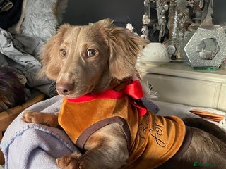 Miniature Dachshund dogs 17 months KC registered Lilac LC male dachshund - Advert 2