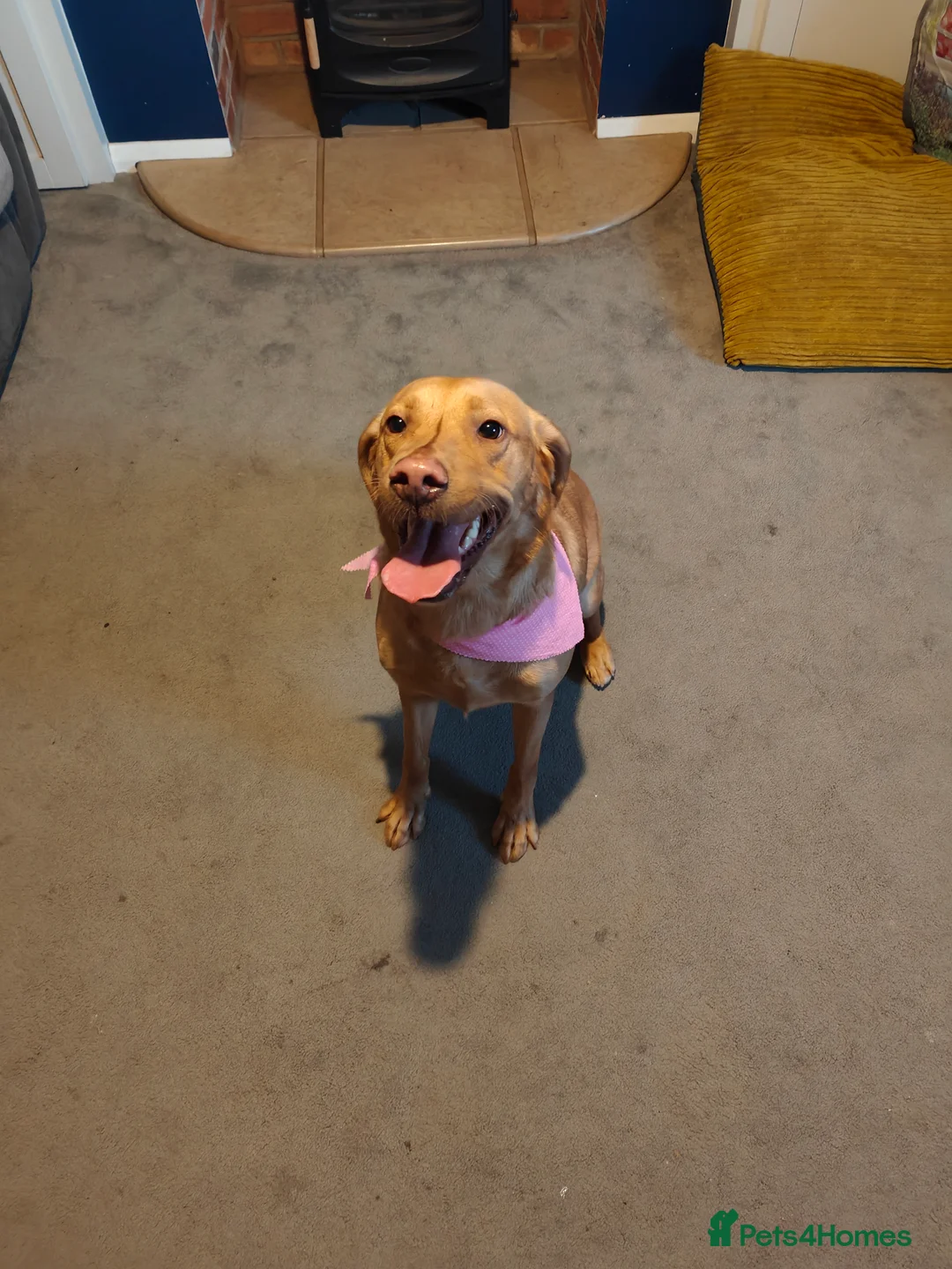 Labrador Retriever dogs for sale: Female fox red labrador for sale - Advert 19