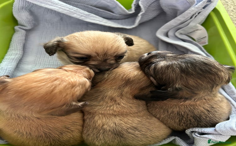 Chipoo dogs - Advert 1