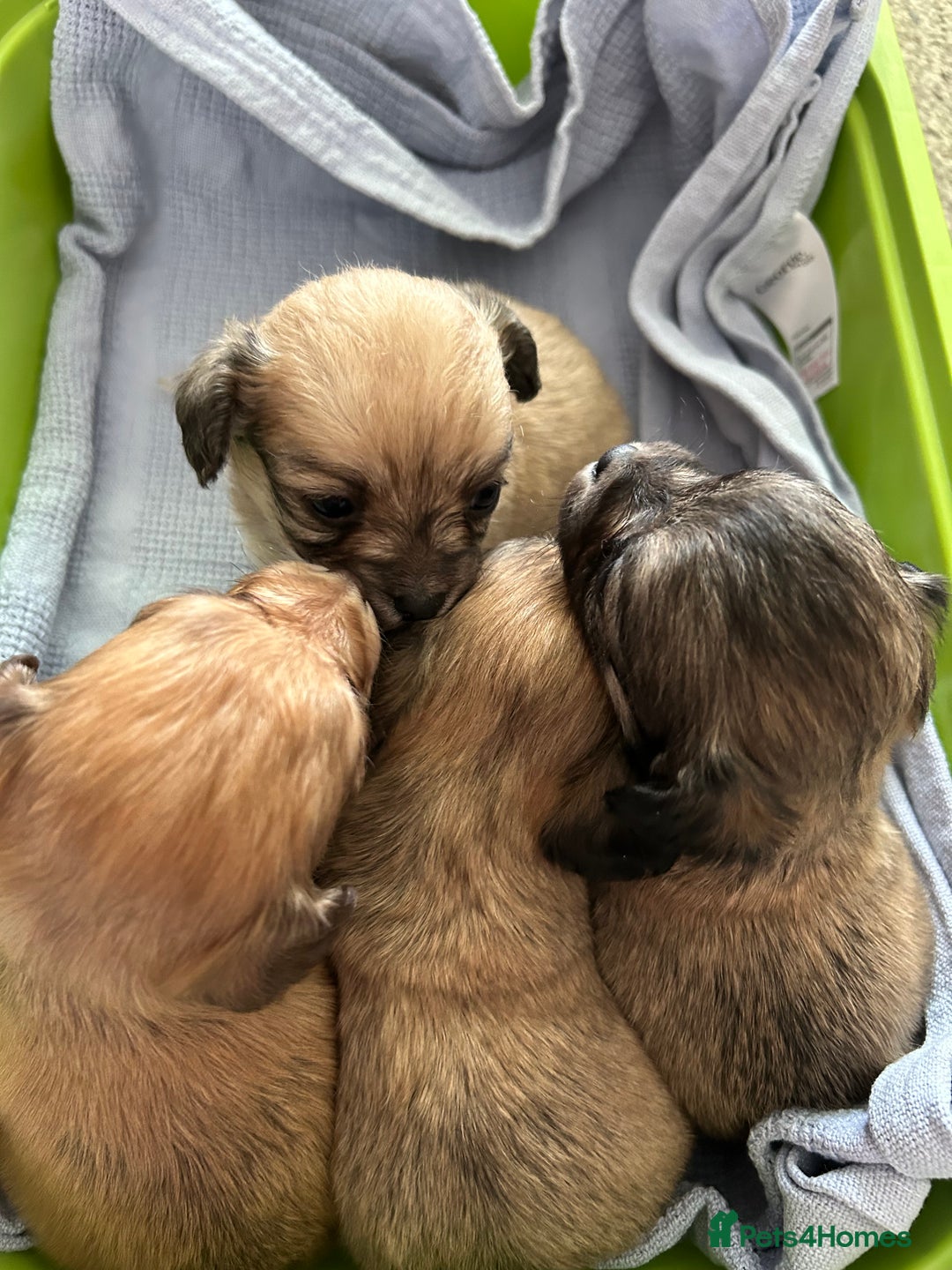 Chipoo dogs for sale: F1b Chipoo puppies - Image 1