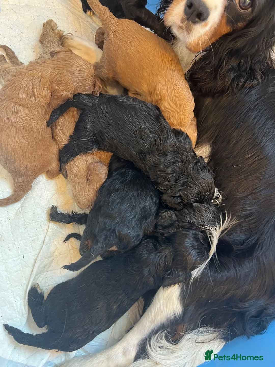Cavapoo dogs for sale: F1 cavapoo puppies  - Advert 2