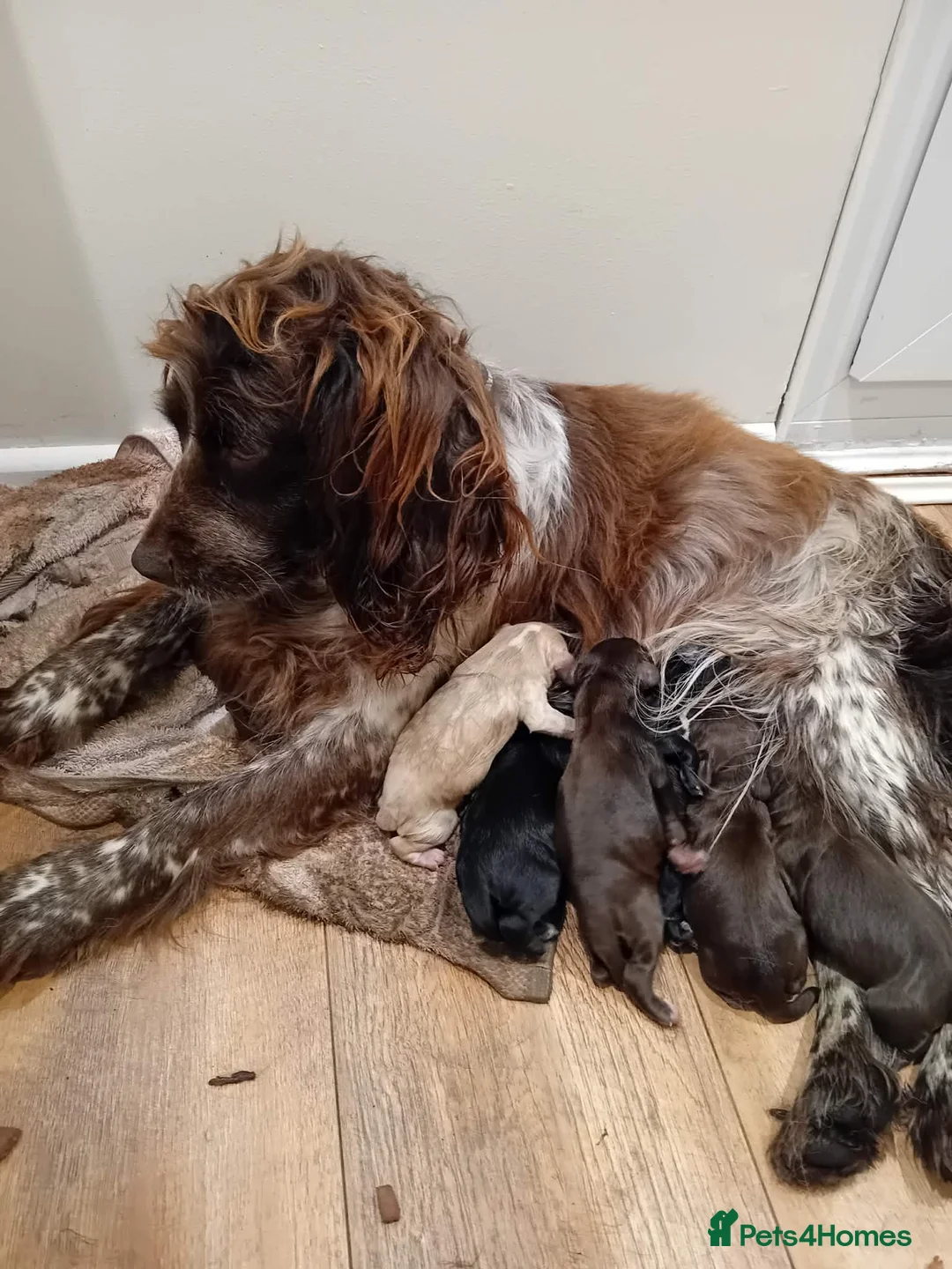 Mixed Breed dogs for sale: Puppies  - Advert 7