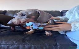 Miniature Dachshund dogs for stud: Miniature daschund stud  - Image 2