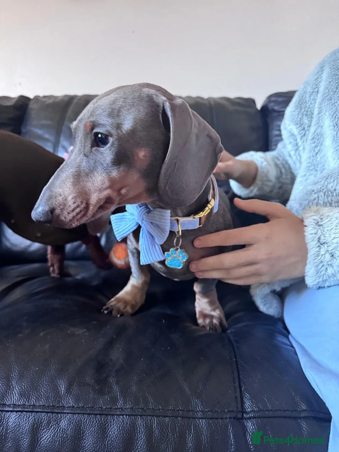 Miniature Dachshund dogs for stud: Miniature daschund stud  - Advert 2