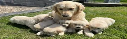 Golden Retriever dogs for sale: Golden retriever puppys in Chichester - Advert 4