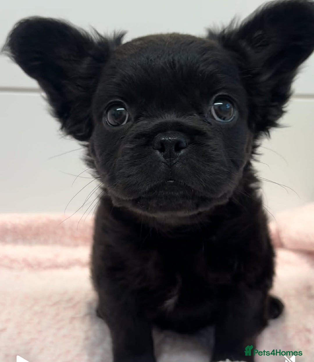 French Bulldog dogs for sale: Fluffy French bulldog - Advert 1