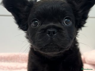 French Bulldog dogs Fluffy French bulldog - Advert 1