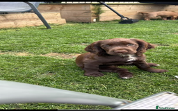 Cocker Spaniel dogs for sale: 🏆 KC Reg Working Cocker Spaniels – FTCH Line 🐾 - Image 2