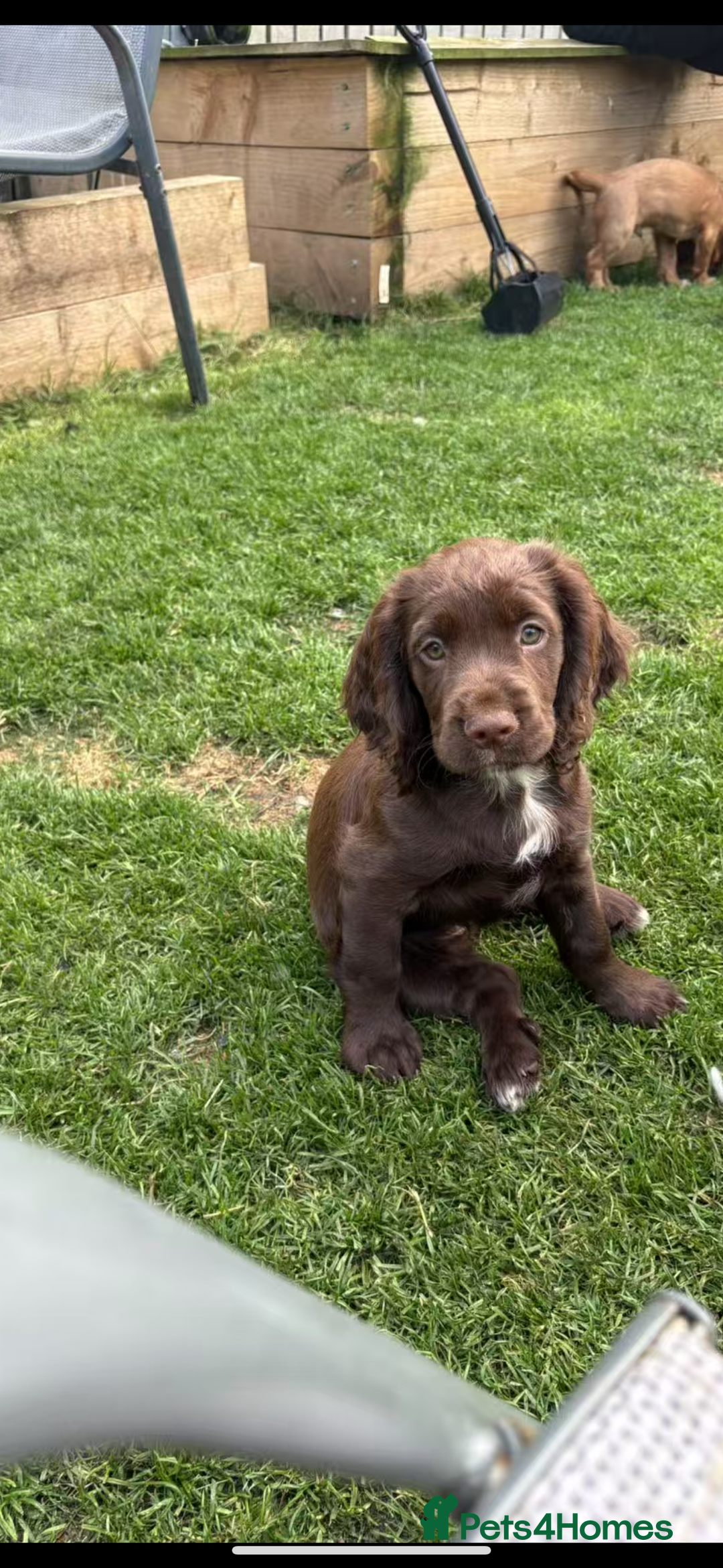 Cocker Spaniel dogs for sale: 🏆 KC Reg Working Cocker Spaniels – FTCH Line 🐾 - Image 2