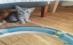 British Shorthair cats for sale: Pedigree British Shorthair kittens - Image 11