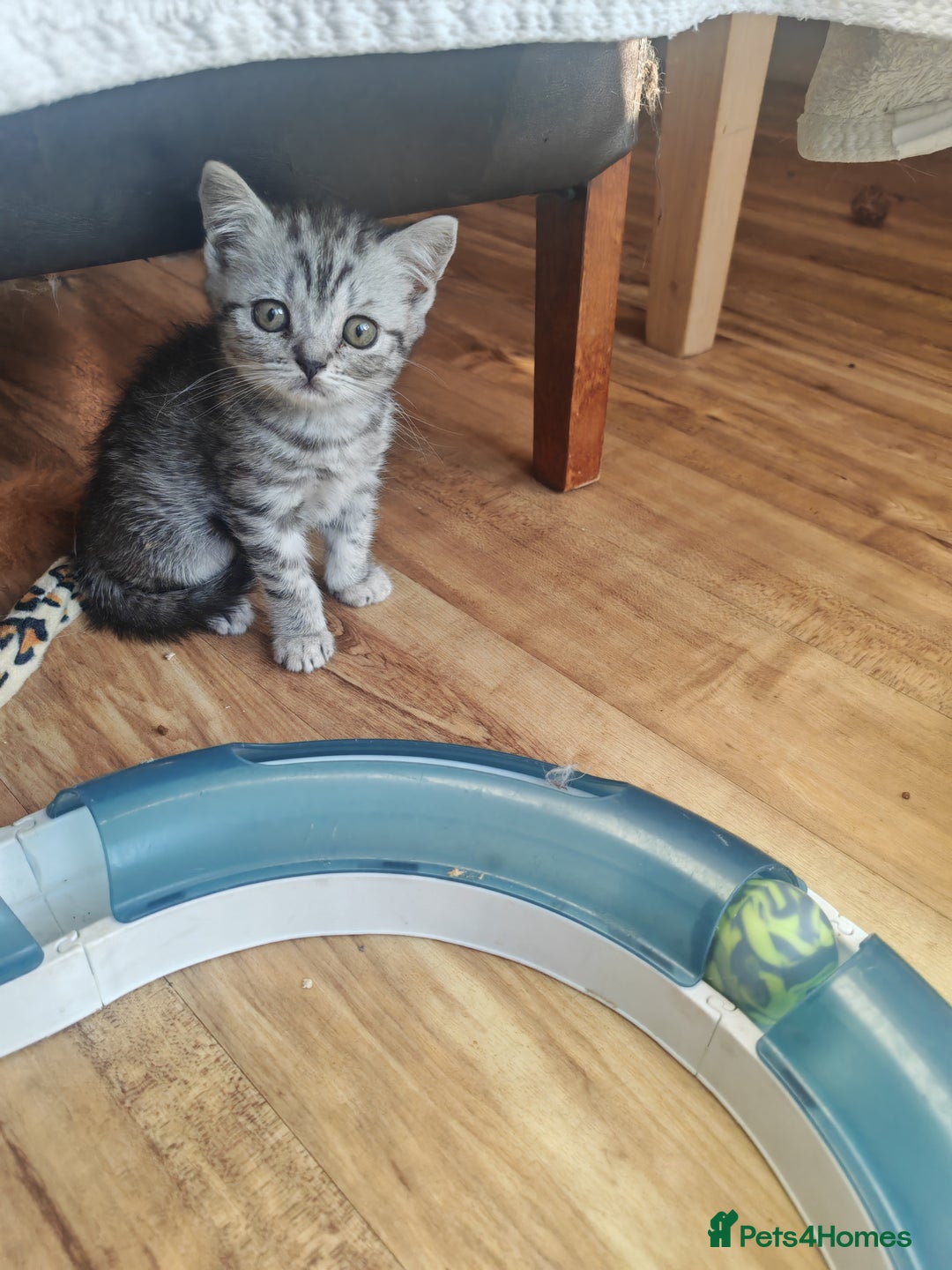 British Shorthair cats for sale: Pedigree British Shorthair kittens - Image 11