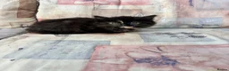 Mixed Breed cats for sale: Ginger-Tabby-Tortoiseshell kittens - Advert 12