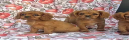 Cavalier King Charles Spaniel dogs for sale: Beautiful Cavalier king Charles spaniel puppies - Advert 9