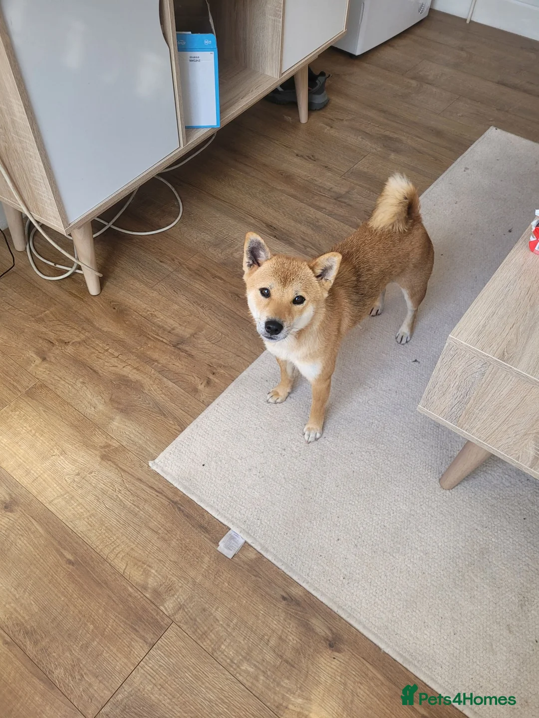 Japanese Shiba Inu dogs for sale: I'm looking for a nice home for my dog  - Advert 2