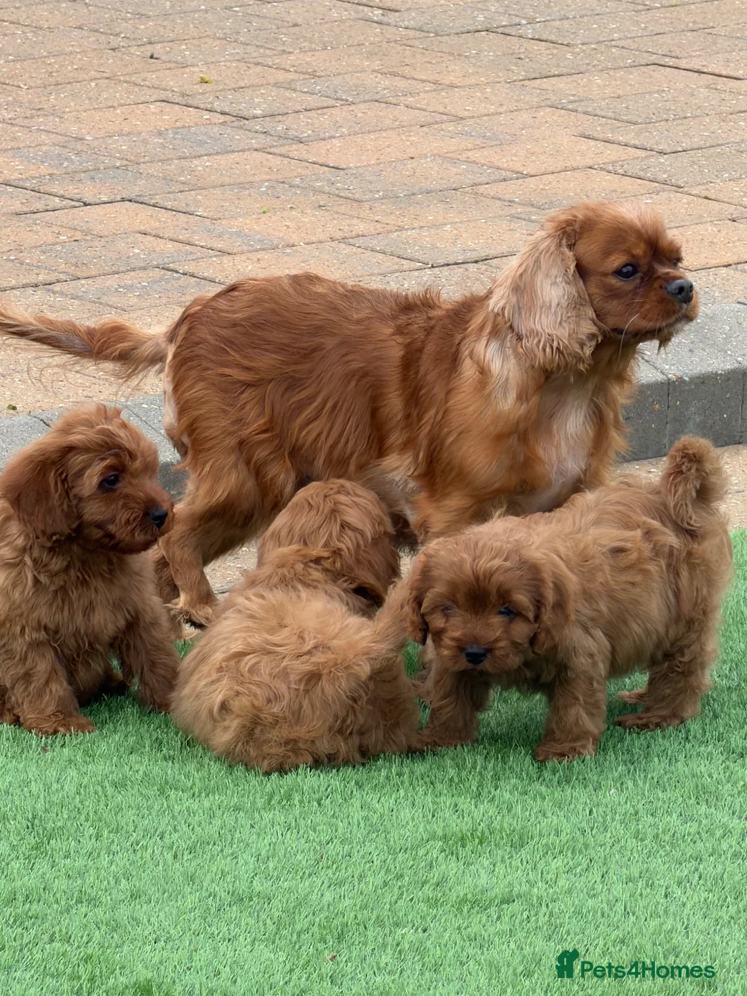 Cavapoo dogs for sale: F1 health tested Cavapoos  - Advert 2
