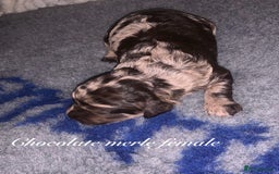 Toy Poodle dogs for stud: 5* health checked merle toy poodle licensed DNA  - Image 5
