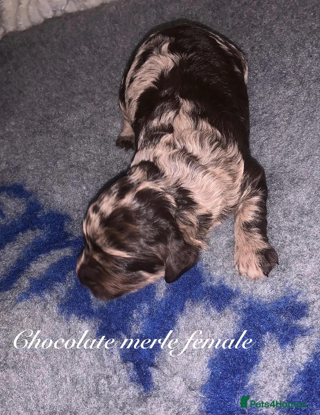 Toy Poodle dogs for stud: 5* health checked merle toy poodle licensed DNA  - Advert 14