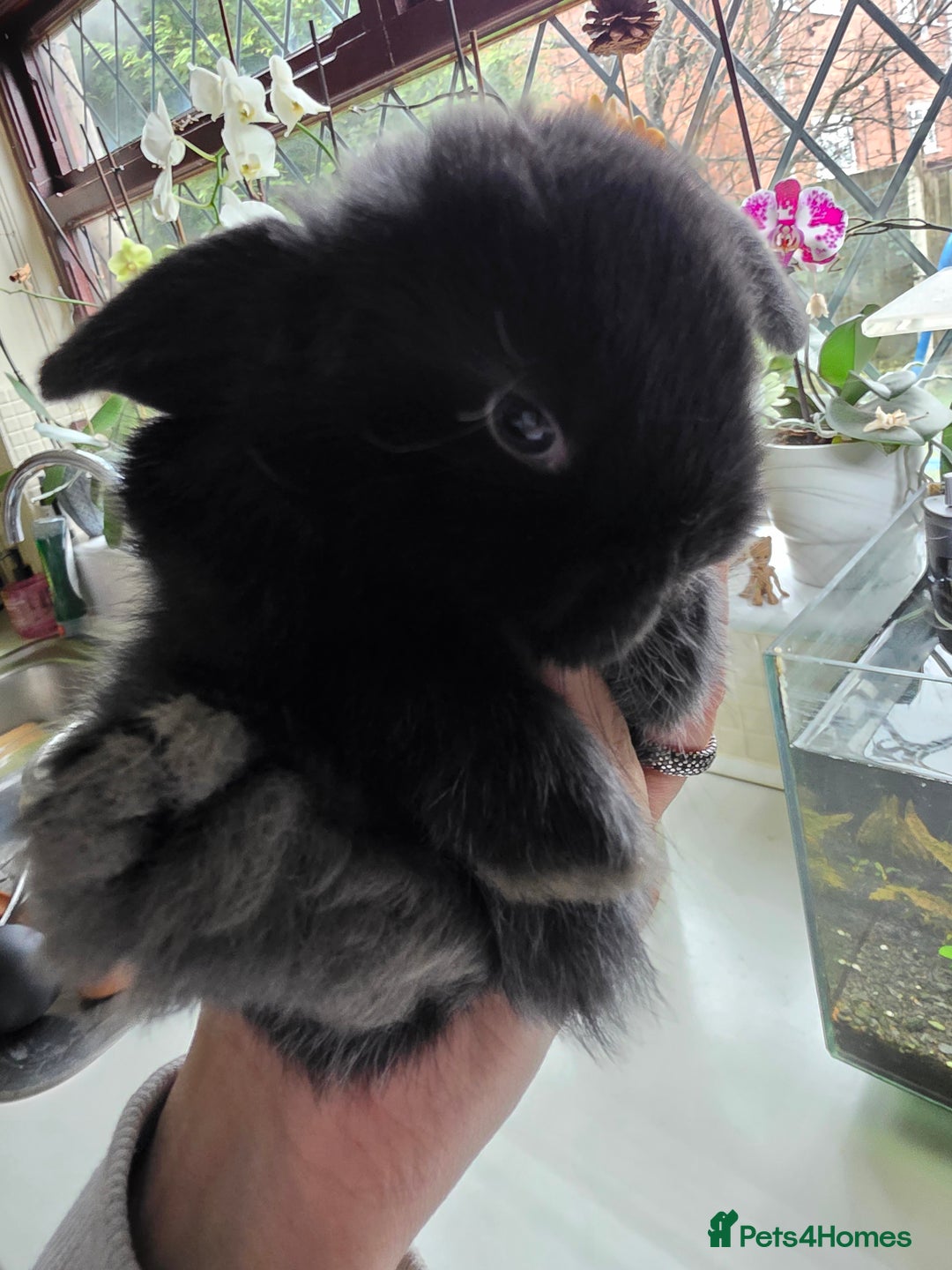 Mini Lop rabbits for sale: Mini loop  - Advert 1