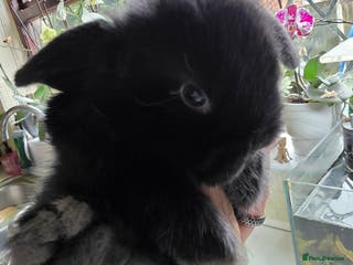 Mini Lop rabbits Mini loop - Advert 1