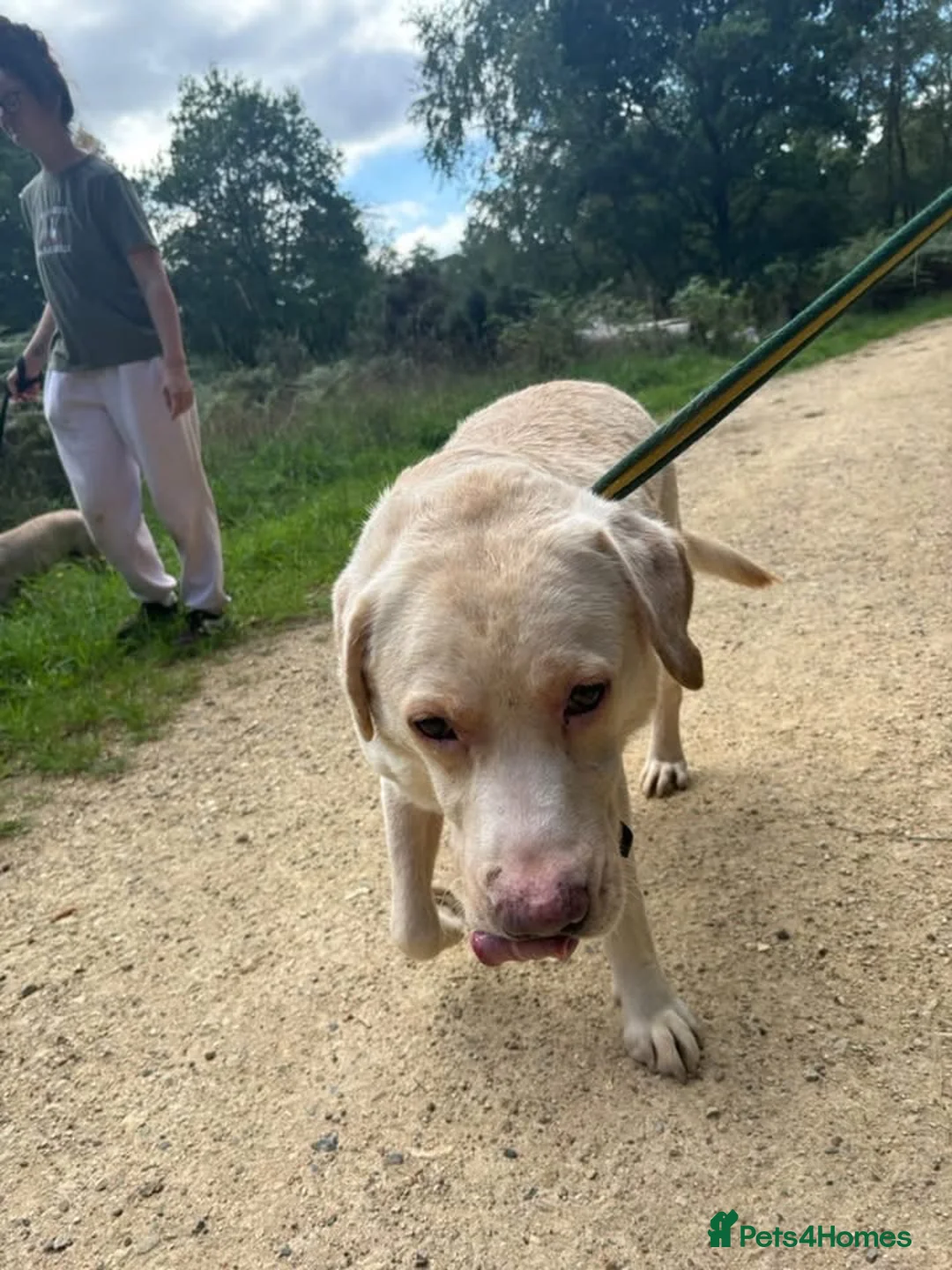 Labrador Retriever dogs for adoption: George - Hingham Norfolk  in Norwich - Advert 16