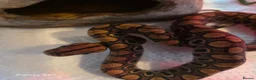 Boa Snake reptiles for sale: Brazilian rainbow boas in Basildon - Advert 2