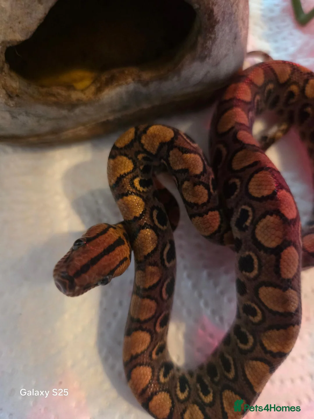 Boa Snake reptiles for sale: Brazilian rainbow boas in Basildon - Advert 2