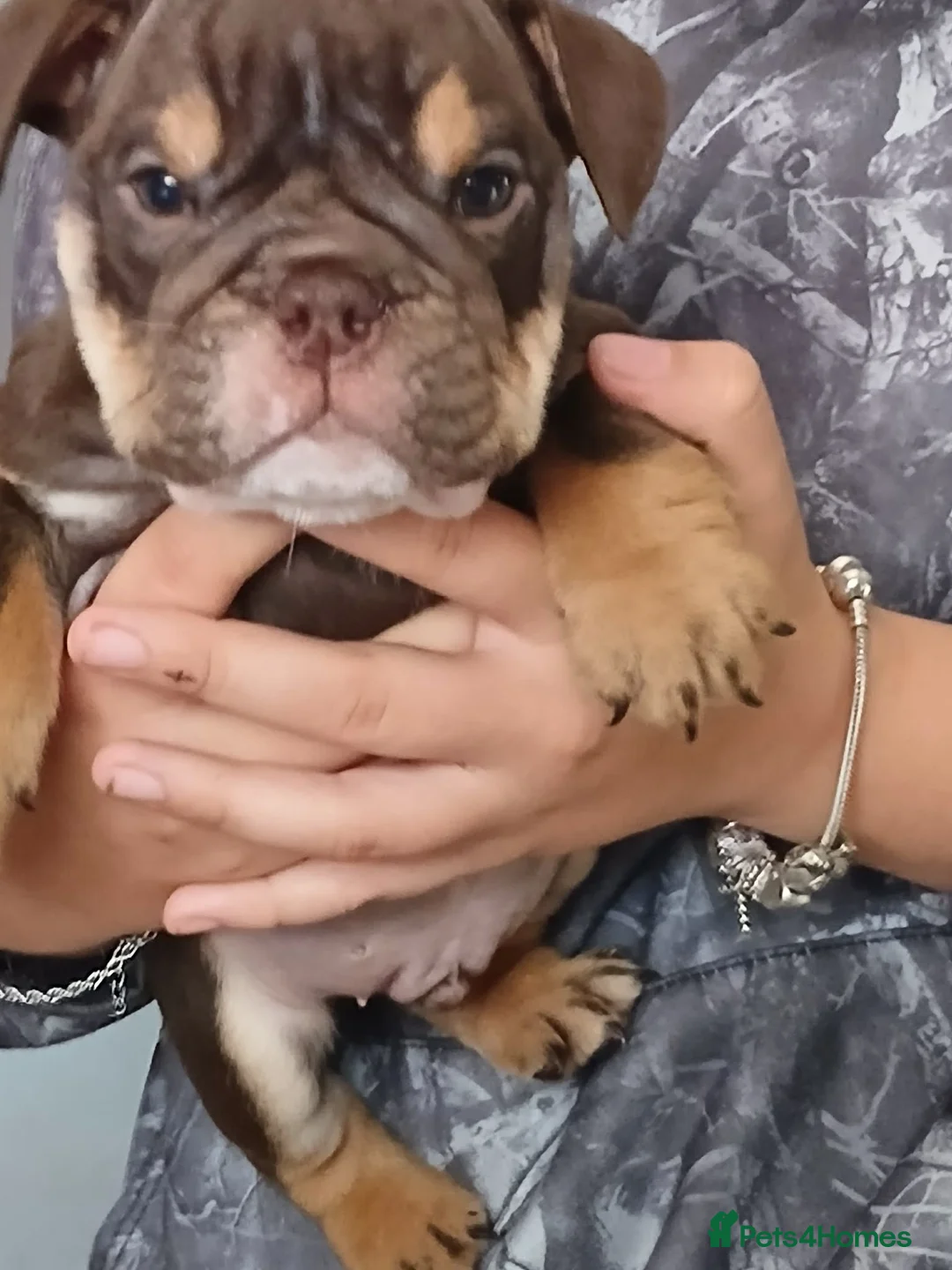 English Bulldog dogs for sale: KC registered Bulldogs for Sale in Knottingley - Advert 2