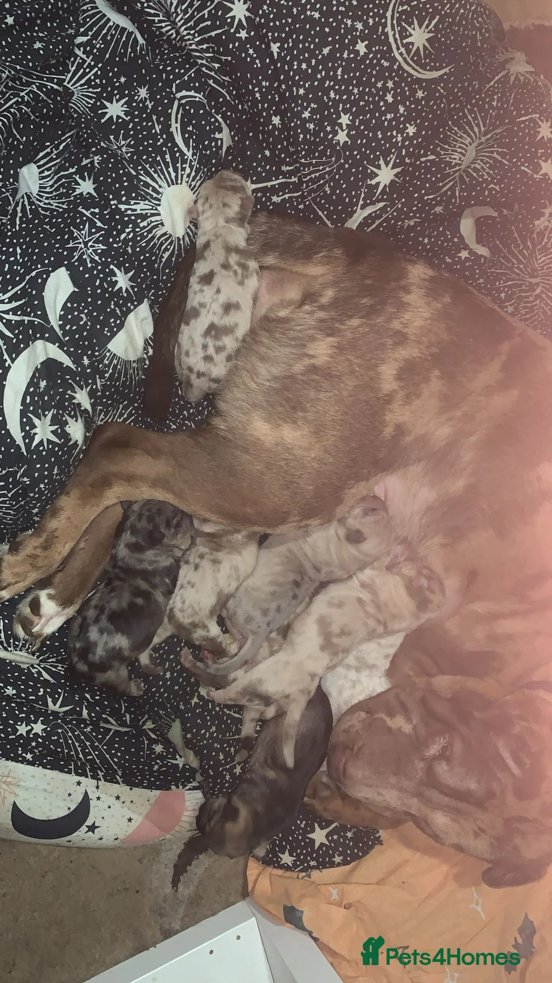 Mixed Breed dogs for sale: 4 rare colour sharpei x beauties  - Advert 1