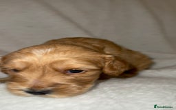 Cocker Spaniel dogs for sale: Show cocker spaniel pups ready 4th November  - Image 19