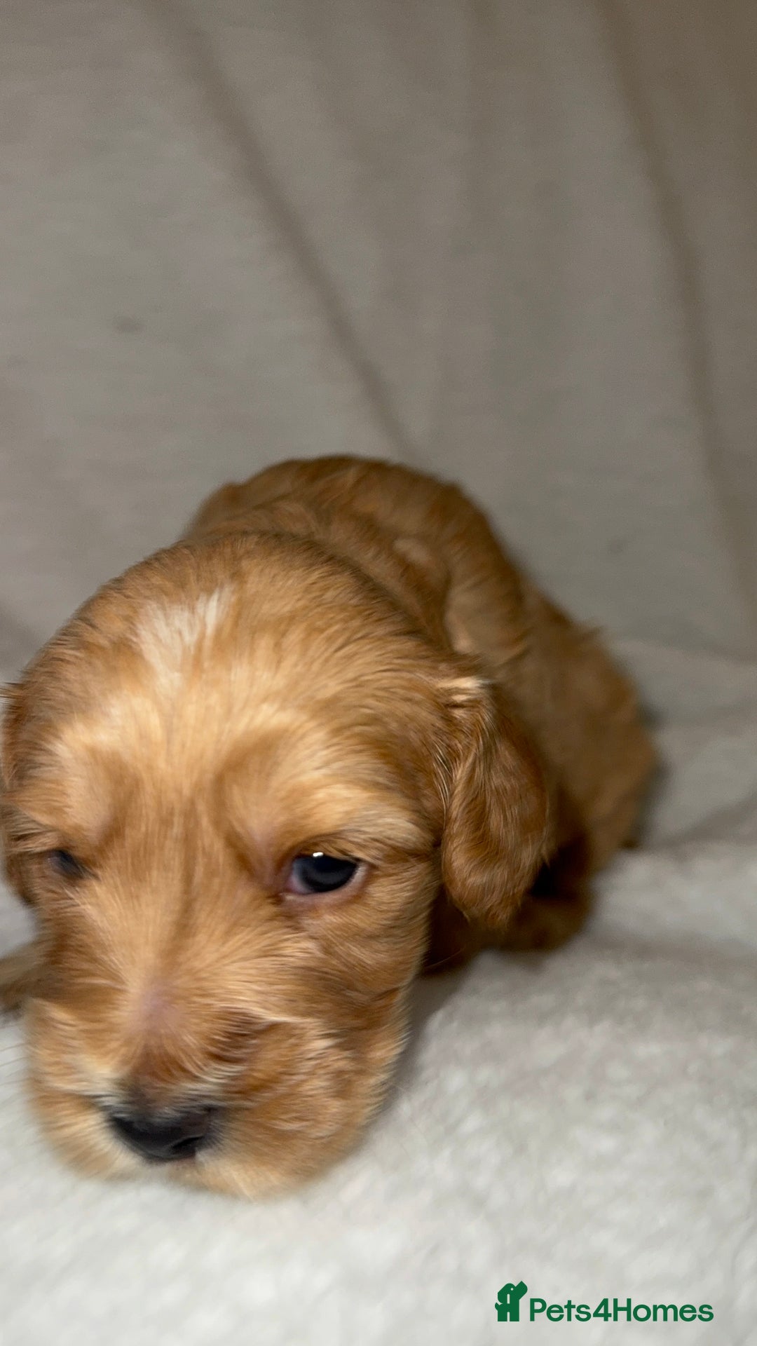 Cocker Spaniel dogs for sale: Show cocker spaniel pups ready 4th November  - Image 19