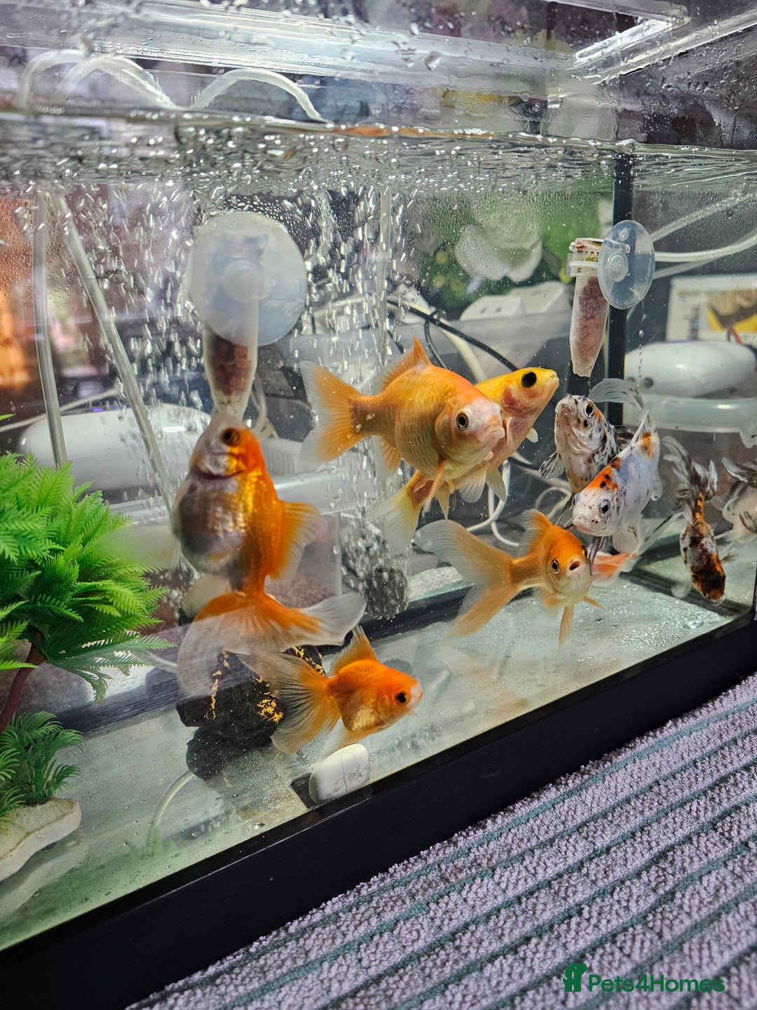 Goldfish fish for sale: Gold fish With tank - Image 3