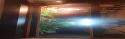 Leopard Gecko reptiles for sale: Female Leucistic Leopard Gecko - Advert 3