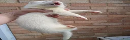 Ferret rodents for sale: 10 week old kits - Advert 6
