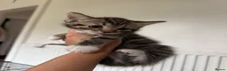 Mixed Breed cats for sale: Kittens ready to go now  - Advert 6